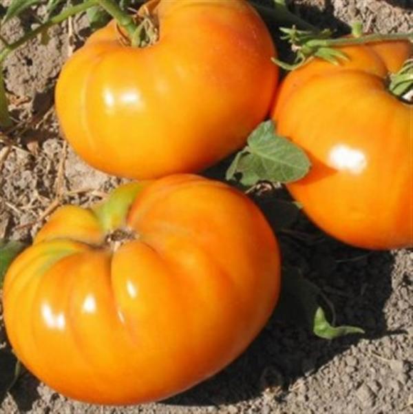 AMANA ORANGE Beefsteak tomato 20 seeds